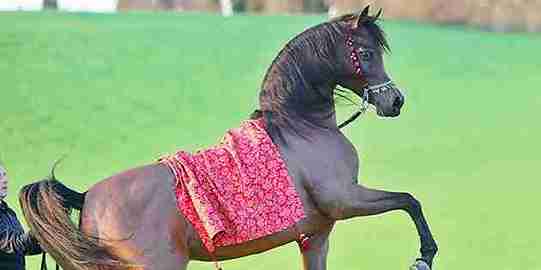 مروان الشقب ويكيبيديا